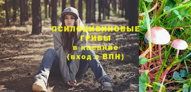 Галлюциногенные грибы Psilocybe  Кудрово 