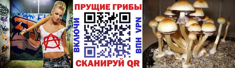 Псилоцибиновые грибы прущие грибы  Кудрово 