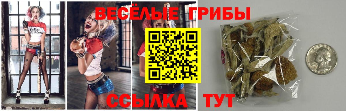 Псилоцибиновые грибы Psilocybe Кудрово